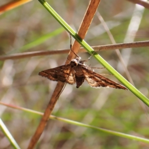 Nacoleia rhoeoalis at Cook, ACT - 25 Sep 2022