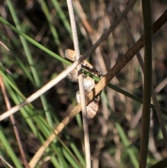 Nacoleia rhoeoalis at Cook, ACT - 25 Sep 2022 03:19 PM