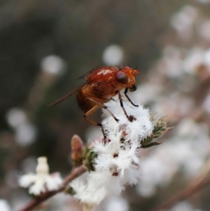 Lauxaniidae (family) at Molonglo Valley, ACT - 26 Sep 2022