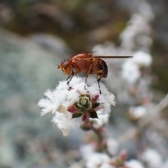 Lauxaniidae (family) at Molonglo Valley, ACT - 26 Sep 2022