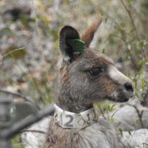 Macropus giganteus at Acton, ACT - 28 Sep 2022