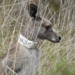 Macropus giganteus at Acton, ACT - 28 Sep 2022