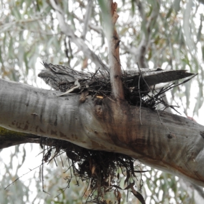 Podargus strigoides (Tawny Frogmouth) at Acton, ACT - 28 Sep 2022 by HelenCross