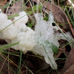 Myxomycete - past plasmodial stage at Aranda Bushland - 26 Sep 2022 by CathB