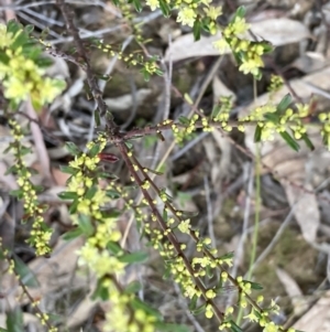 Phyllanthus occidentalis at O'Connor, ACT - 23 Sep 2022 09:46 AM