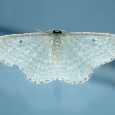 Poecilasthena balioloma (Stitched Delicate) at Ainslie, ACT - 21 Sep 2022 by jb2602