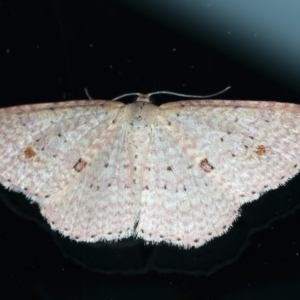 Epicyme rubropunctaria at Ainslie, ACT - 21 Sep 2022