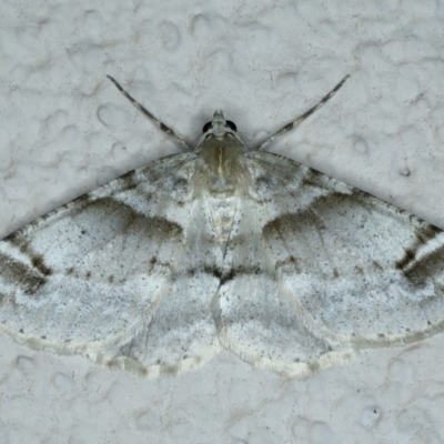 Syneora hemeropa (Ring-tipped Bark Moth) at Ainslie, ACT - 22 Sep 2022 by jb2602