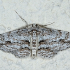 Didymoctenia exsuperata (Thick-lined Bark Moth) at Ainslie, ACT - 22 Sep 2022 by jb2602