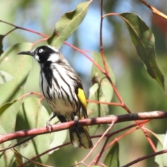 Phylidonyris novaehollandiae (New Holland Honeyeater) at Tahmoor, NSW - 28 Sep 2022 by GlossyGal