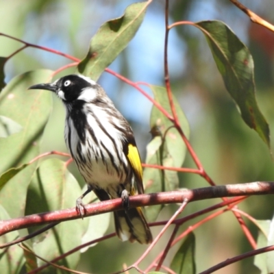 Phylidonyris novaehollandiae (New Holland Honeyeater) at Tahmoor, NSW - 28 Sep 2022 by GlossyGal