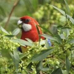 Platycercus eximius (Eastern Rosella) at Bargo, NSW - 28 Sep 2022 by GlossyGal