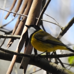 Pachycephala pectoralis (Golden Whistler) at Bargo, NSW - 28 Sep 2022 by GlossyGal