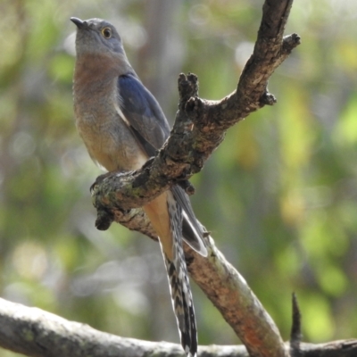 Cacomantis flabelliformis (Fan-tailed Cuckoo) at Bargo, NSW - 28 Sep 2022 by GlossyGal