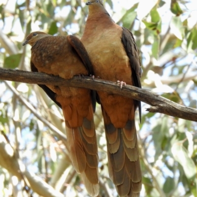 Macropygia phasianella (Brown Cuckoo-dove) at Tahmoor, NSW - 28 Sep 2022 by GlossyGal