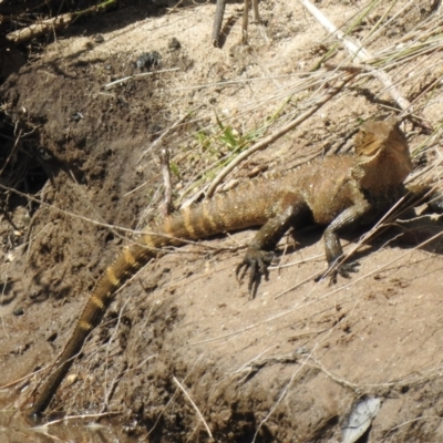 Intellagama lesueurii (Australian Water Dragon) at Tahmoor, NSW - 28 Sep 2022 by GlossyGal