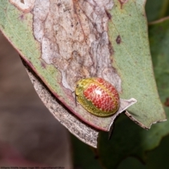 Paropsisterna fastidiosa (Eucalyptus leaf beetle) at Bruce, ACT - 28 Sep 2022 by Roger