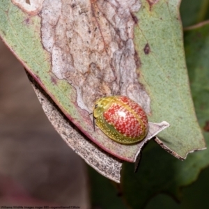 Paropsisterna fastidiosa at Bruce, ACT - 28 Sep 2022