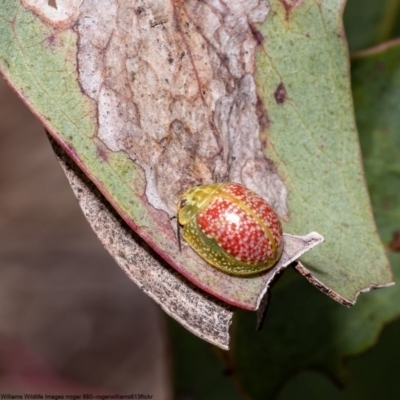 Paropsisterna fastidiosa (Eucalyptus leaf beetle) at Bruce, ACT - 28 Sep 2022 by Roger