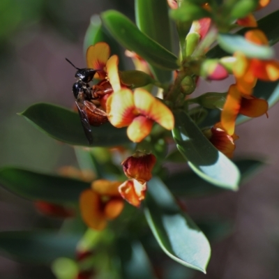 Exoneura sp. (genus) (A reed bee) at GG179 - 19 Sep 2022 by HelenBoronia