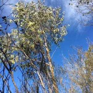 Nesoptilotis leucotis at Cotter River, ACT - 1 Aug 2020