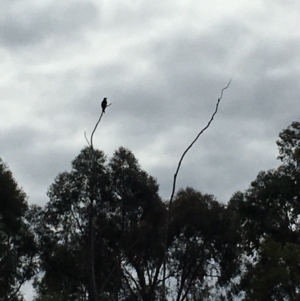 Aquila audax at Coree, ACT - 14 Aug 2020