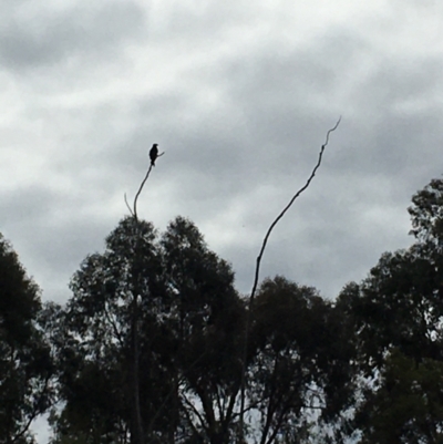 Aquila audax (Wedge-tailed Eagle) at Lower Cotter Catchment - 14 Aug 2020 by tjwells