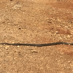 Pseudonaja textilis at Cotter River, ACT - 28 Sep 2019 10:47 AM