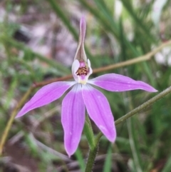 Caladenia carnea (Pink Fingers) at Hall, ACT - 28 Sep 2022 by strigo