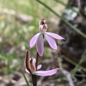 Caladenia carnea at Hall, ACT - suppressed