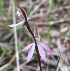 Caladenia carnea at Hall, ACT - suppressed