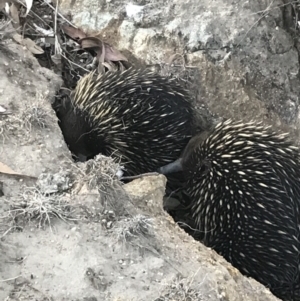 Tachyglossus aculeatus at Paddys River, ACT - 10 Dec 2019