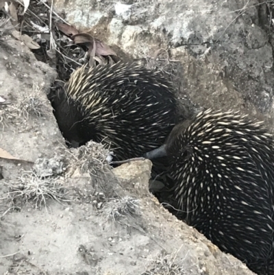 Tachyglossus aculeatus (Short-beaked Echidna) at Paddys River, ACT - 10 Dec 2019 by tjwells