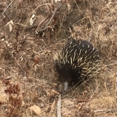 Tachyglossus aculeatus (Short-beaked Echidna) at Cotter River, ACT - 6 Jan 2020 by tjwells