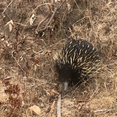 Tachyglossus aculeatus (Short-beaked Echidna) at Cotter River, ACT - 6 Jan 2020 by tjwells