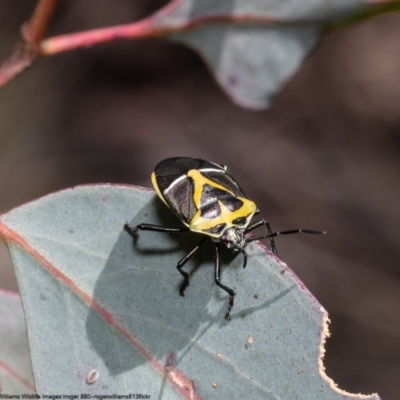 Commius elegans (Cherry Ballart Shield Bug) at Bruce, ACT - 27 Sep 2022 by Roger