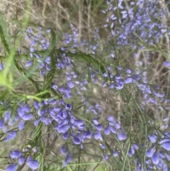 Comesperma volubile at Aranda, ACT - 28 Sep 2022