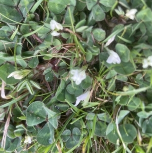 Trifolium subterraneum at Aranda, ACT - 28 Sep 2022