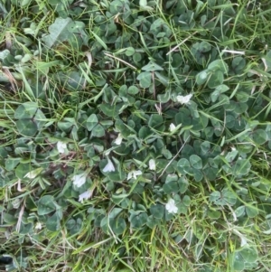 Trifolium subterraneum at Aranda, ACT - 28 Sep 2022