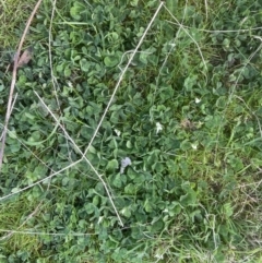 Trifolium subterraneum at Aranda, ACT - 28 Sep 2022 05:13 PM