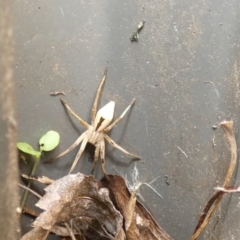 Argoctenus sp. (genus) at McKellar, ACT - suppressed