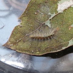 Uraba lugens (Gumleaf Skeletonizer) at Belconnen, ACT - 25 Sep 2022 by Birdy