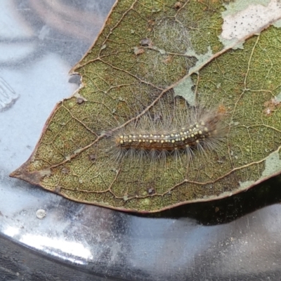 Uraba lugens (Gumleaf Skeletonizer) at Lake Ginninderra - 25 Sep 2022 by Birdy