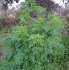 Conium maculatum (Hemlock) at Paddys River, ACT - 28 Sep 2022 by michaelb