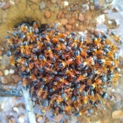 Camponotus consobrinus (Banded sugar ant) at MTR591 at Gundaroo - 27 Sep 2022 by MaartjeSevenster