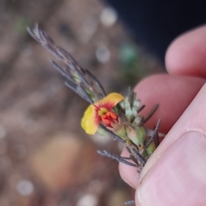 Dillwynia sericea at Bungendore, NSW - 28 Sep 2022