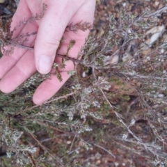 Dillwynia sericea at Bungendore, NSW - 28 Sep 2022