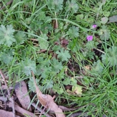 Geranium molle (Dove's-foot Cranesbill) at Bungendore, NSW - 25 Sep 2022 by clarehoneydove