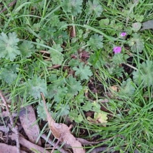 Geranium molle at Bungendore, NSW - 25 Sep 2022