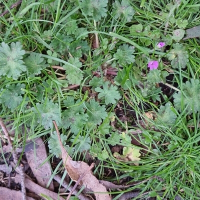 Geranium molle (Dove's-foot Cranesbill) at Bungendore, NSW - 25 Sep 2022 by clarehoneydove